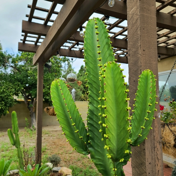 (Thornless) Euphorbia Ingens Candelabra Other - Thornless Cactus Succulent arm cutting